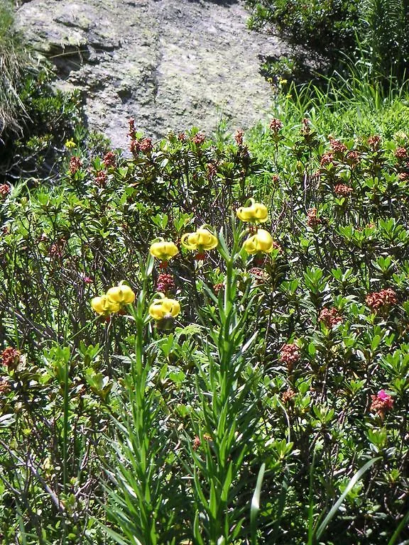הוילה Ignaux Les Feiches Et Marguerites
